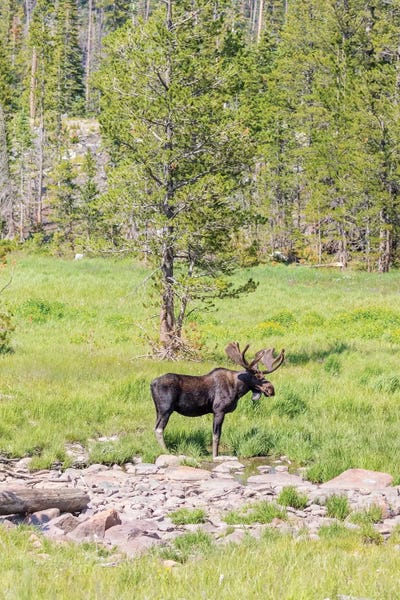 Colorado: USA, Colorado, Cameron Pass. Bull moose with antlers. by Jaynes Gallery