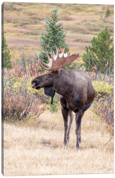 USA, Colorado, Cameron Pass. Bull moose with antlers. Canvas Art Print - Moose Art