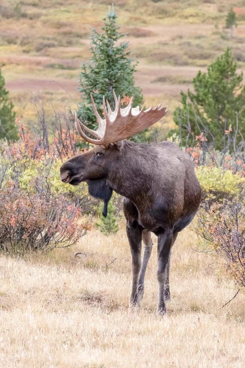 USA, Colorado, Cameron Pass. Bull moose with antlers.