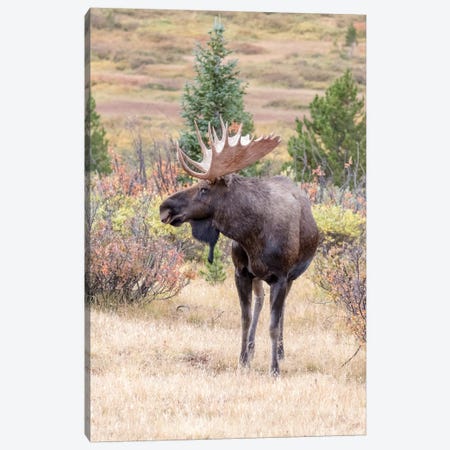 USA, Colorado, Cameron Pass. Bull moose with antlers. Canvas Print #JYG641} by Jaynes Gallery Canvas Art Print