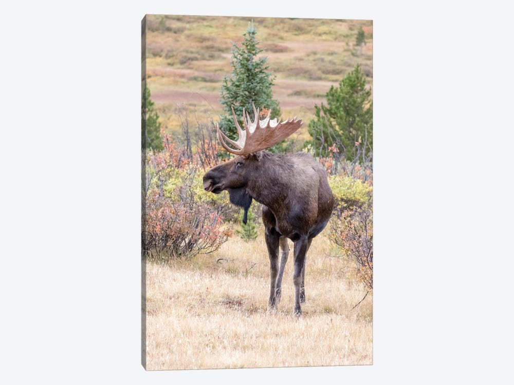USA, Colorado, Cameron Pass. Bull moose with antlers. by Jaynes Gallery 1-piece Art Print