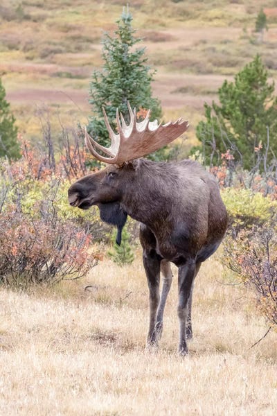 Dingley Green: USA, Colorado, Cameron Pass. Bull moose with antlers. by Jaynes Gallery