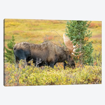 USA, Colorado, Cameron Pass. Bull moose with antlers. Canvas Print #JYG642} by Jaynes Gallery Canvas Art Print