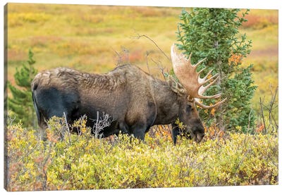 USA, Colorado, Cameron Pass. Bull moose with antlers. Canvas Art Print - Colorado Art