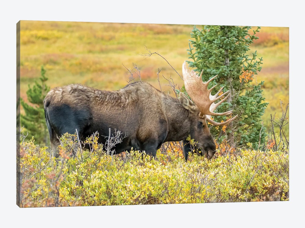 USA, Colorado, Cameron Pass. Bull moose with antlers. by Jaynes Gallery 1-piece Canvas Artwork