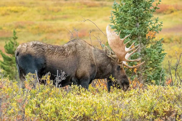 Colorado: USA, Colorado, Cameron Pass. Bull moose with antlers. by Jaynes Gallery