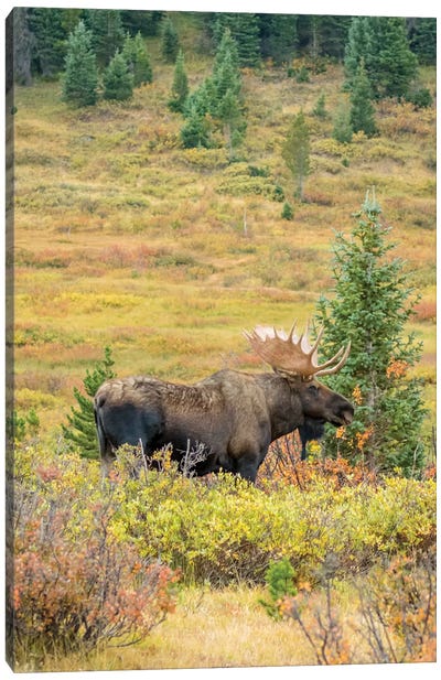 USA, Colorado, Cameron Pass. Bull moose with antlers. Canvas Art Print - Colorado Art
