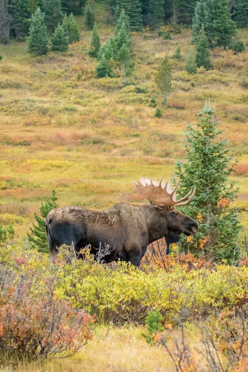 USA, Colorado, Cameron Pass. Bull moose with antlers.