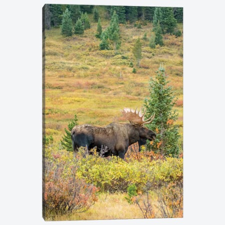 USA, Colorado, Cameron Pass. Bull moose with antlers. Canvas Print #JYG643} by Jaynes Gallery Art Print
