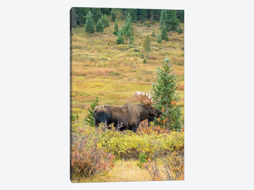 USA, Colorado, Cameron Pass. Bull moose with antlers. by Jaynes Gallery 1-piece Canvas Print