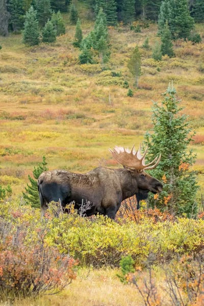 Dingley Green: USA, Colorado, Cameron Pass. Bull moose with antlers. by Jaynes Gallery