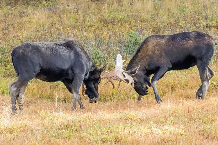 USA, Colorado, Cameron Pass. Two bull moose dueling.