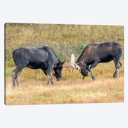 USA, Colorado, Cameron Pass. Two bull moose dueling. Canvas Print #JYG644} by Jaynes Gallery Canvas Wall Art