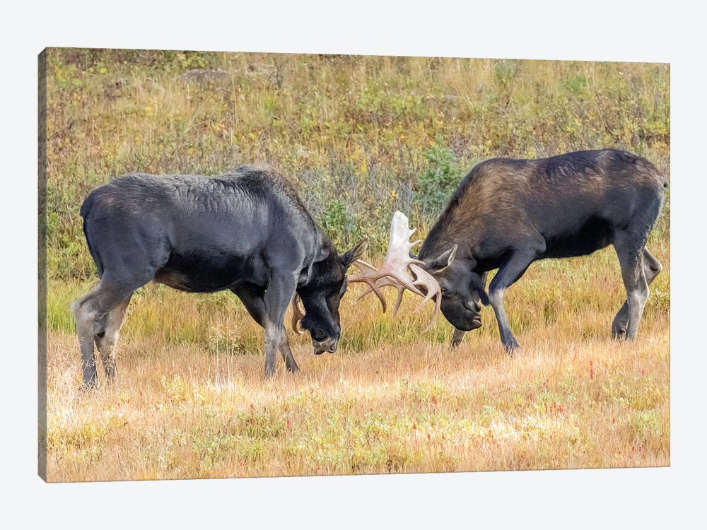 USA, Colorado, Cameron Pass. Two bull moose dueling. by Jaynes Gallery 1-piece Canvas Wall Art