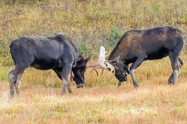 Colorado: USA, Colorado, Cameron Pass. Two bull moose dueling. by Jaynes Gallery
