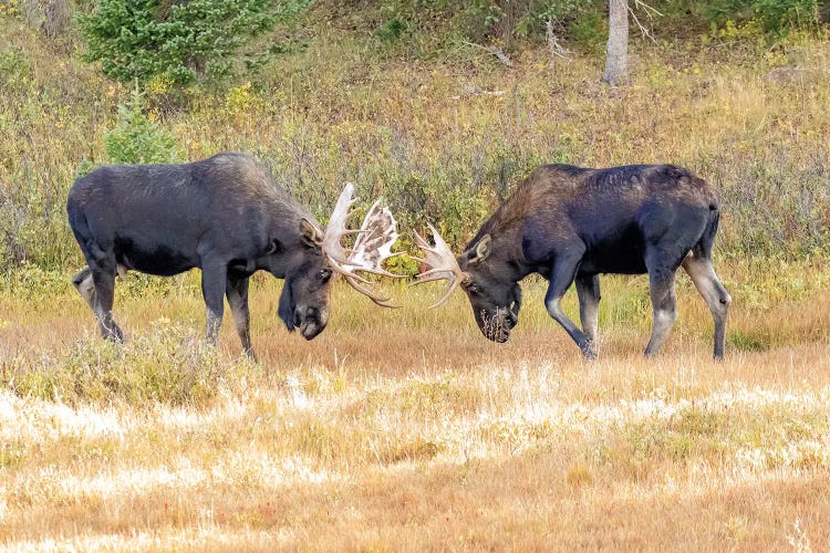 USA, Colorado, Cameron Pass. Two bull moose dueling.