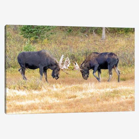 USA, Colorado, Cameron Pass. Two bull moose dueling. Canvas Print #JYG645} by Jaynes Gallery Canvas Wall Art