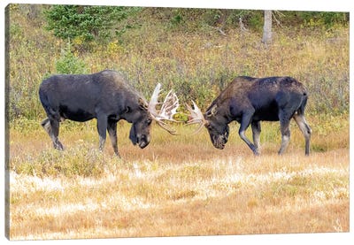 USA, Colorado, Cameron Pass. Two bull moose dueling. Canvas Art Print - Moose Art