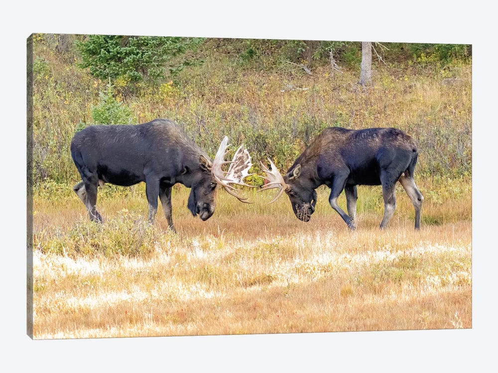 USA, Colorado, Cameron Pass. Two bull moose dueling. by Jaynes Gallery 1-piece Canvas Art Print