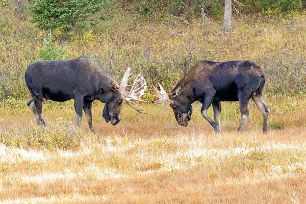 Colorado: USA, Colorado, Cameron Pass. Two bull moose dueling. by Jaynes Gallery