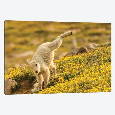 USA, Colorado, Mt. Evans. Mountain goat kid playing.  Canvas Print #JYG647} by Jaynes Gallery Canvas Artwork