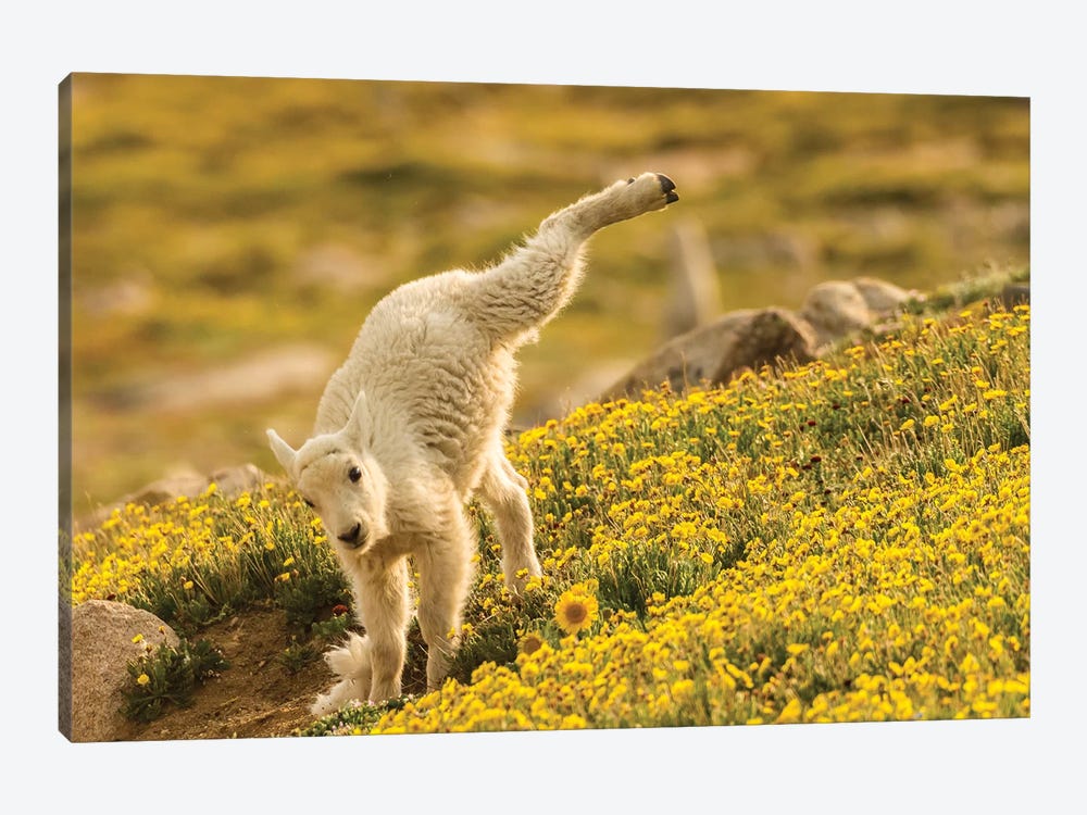 USA, Colorado, Mt. Evans. Mountain goat kid playing.  by Jaynes Gallery 1-piece Canvas Art Print