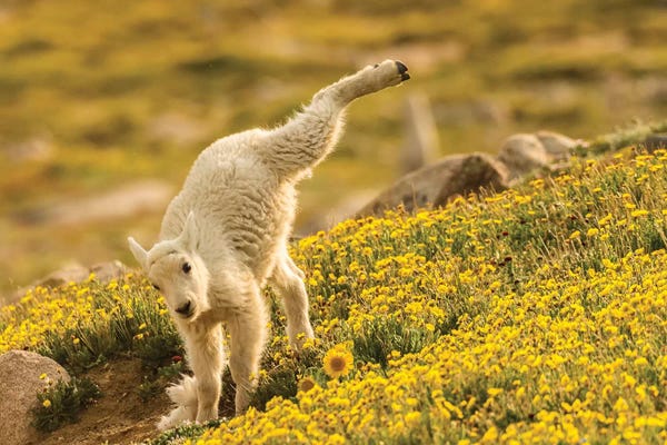 USA, Colorado, Mt. Evans. Mountain goat kid playing.