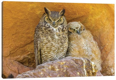 USA, Colorado, Red Rocks State Park. Great horned owl and owlet at nest in rocks.  Canvas Art Print - Colorado Art