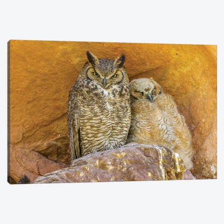 USA, Colorado, Red Rocks State Park. Great horned owl and owlet at nest in rocks.  Canvas Print #JYG648} by Jaynes Gallery Canvas Art Print
