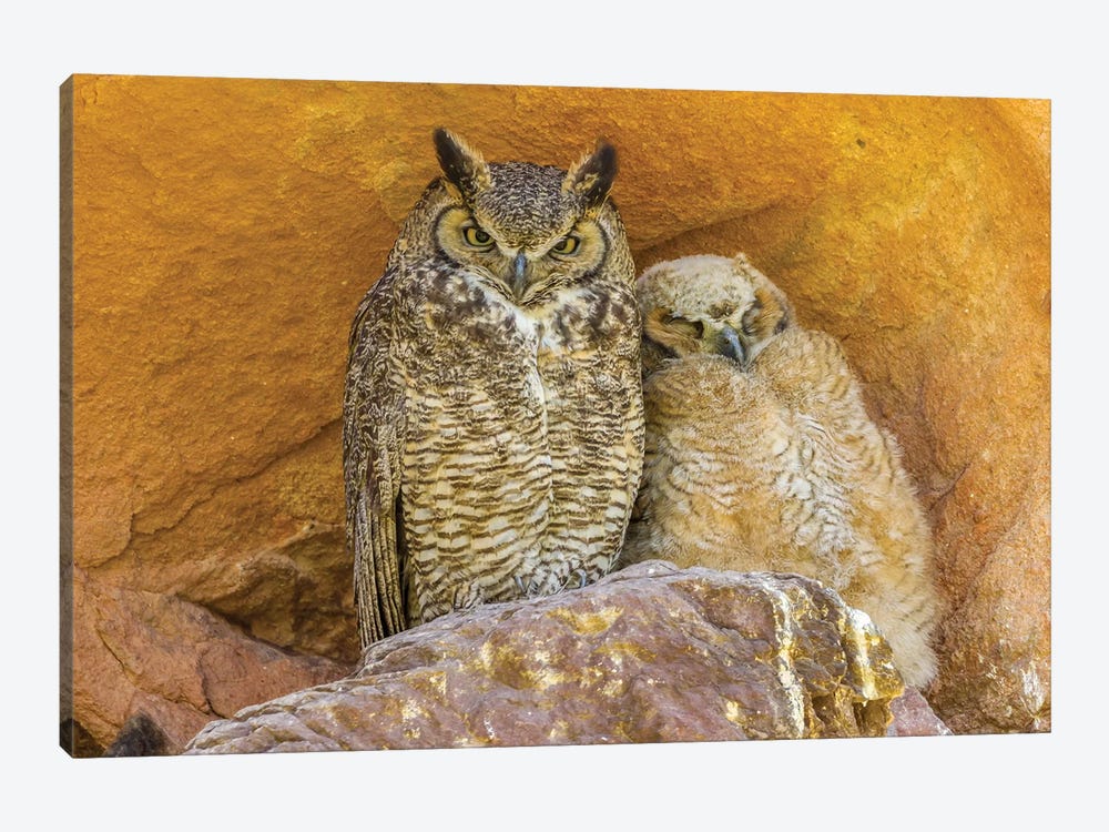 USA, Colorado, Red Rocks State Park. Great horned owl and owlet at nest in rocks.  by Jaynes Gallery 1-piece Canvas Wall Art