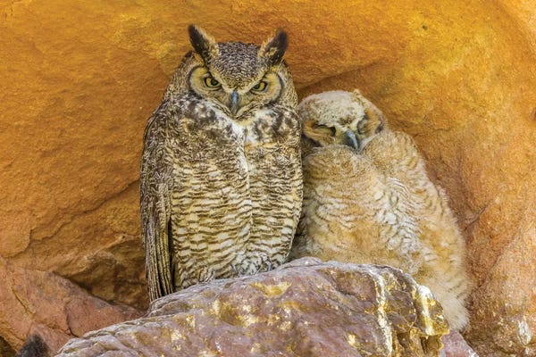 Colorado: USA, Colorado, Red Rocks State Park. Great horned owl and owlet at nest in rocks.  by Jaynes Gallery