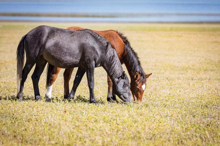 USA, Colorado, San Luis. Wild horse adults grazing.