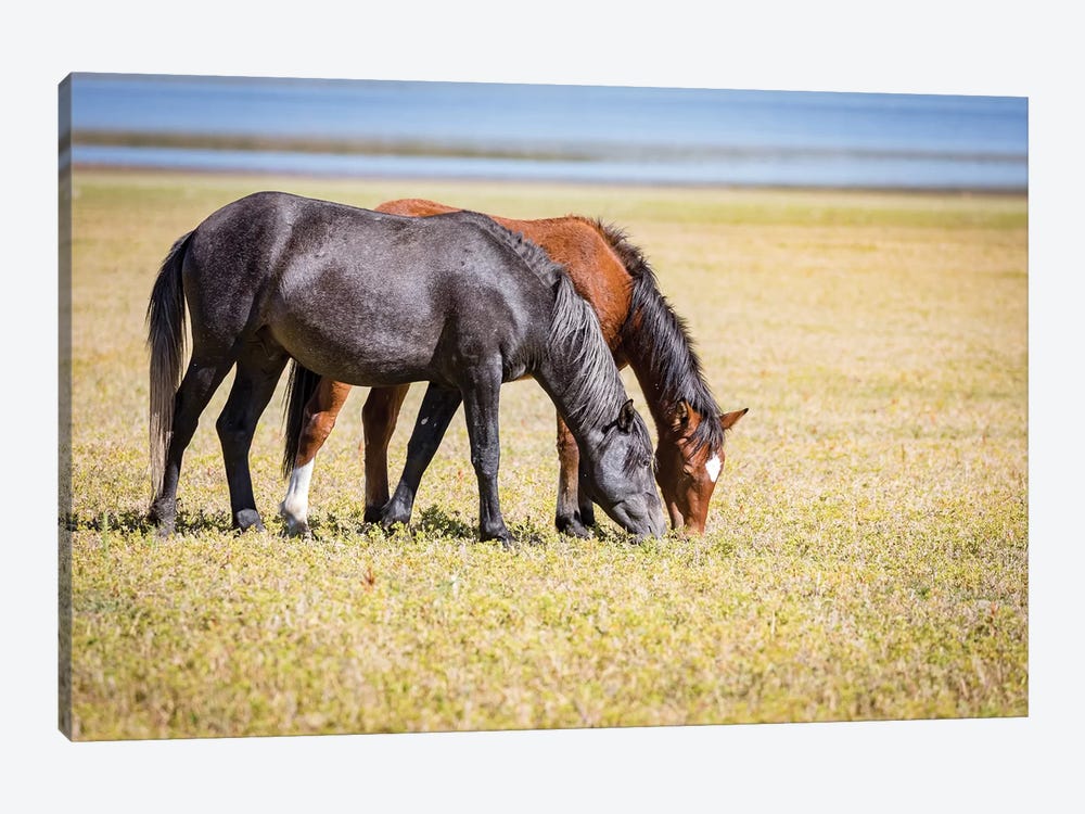 USA, Colorado, San Luis. Wild horse adults grazing. by Jaynes Gallery 1-piece Art Print