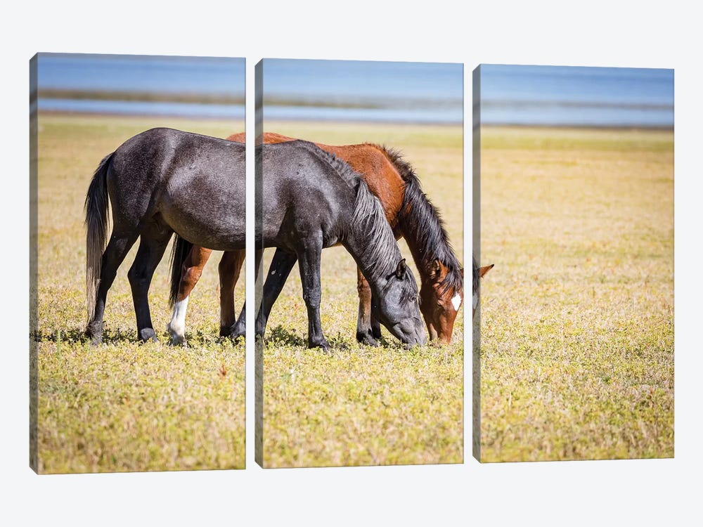 USA, Colorado, San Luis. Wild horse adults grazing. by Jaynes Gallery 3-piece Art Print
