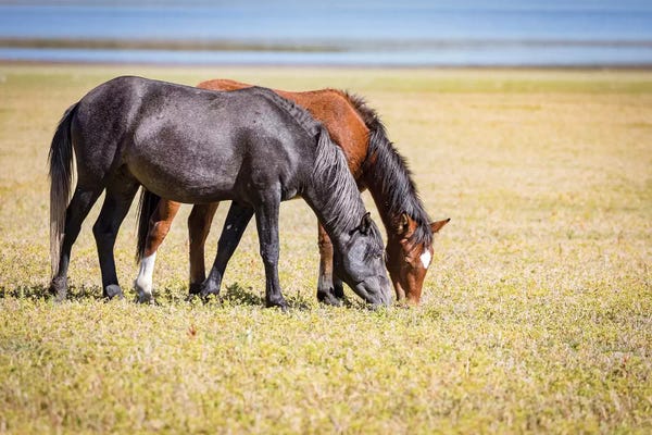 USA, Colorado, San Luis. Wild horse adults grazing.