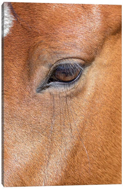 USA, Colorado, San Luis. Wild horse head close-up. USA, Colorado, San Luis. Canvas Art Print - Colorado Art