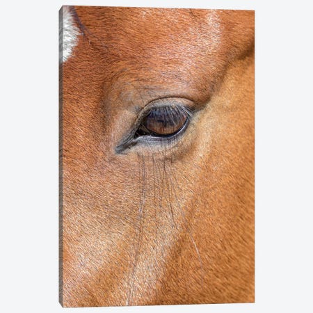 USA, Colorado, San Luis. Wild horse head close-up. USA, Colorado, San Luis. Canvas Print #JYG651} by Jaynes Gallery Canvas Art