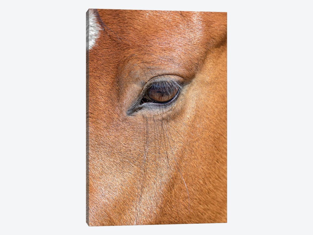 USA, Colorado, San Luis. Wild horse head close-up. USA, Colorado, San Luis. by Jaynes Gallery 1-piece Canvas Wall Art