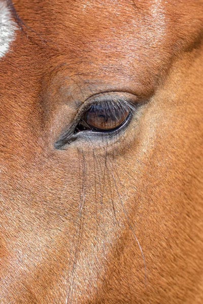 Colorado: USA, Colorado, San Luis. Wild horse head close-up. USA, Colorado, San Luis. by Jaynes Gallery