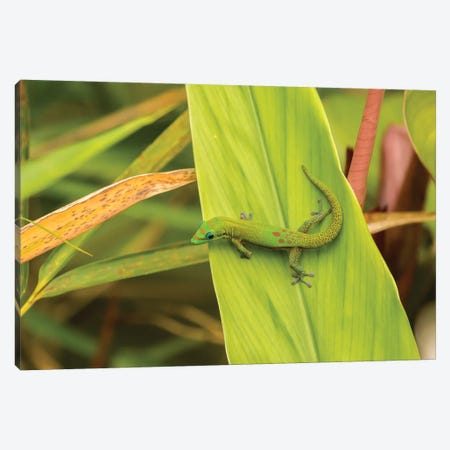 USA, Hawaii, Akaka Falls State Park. Gecko on large leaf. Canvas Print #JYG652} by Jaynes Gallery Canvas Artwork