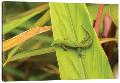 USA, Hawaii, Akaka Falls State Park. Gecko on large leaf. Canvas Art Print