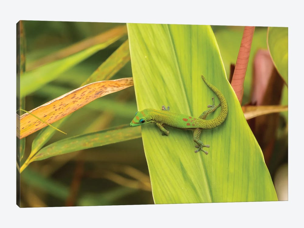 USA, Hawaii, Akaka Falls State Park. Gecko on large leaf. by Jaynes Gallery 1-piece Canvas Art Print