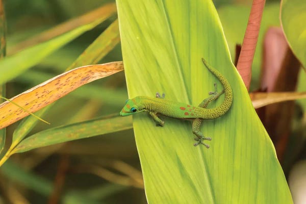 The Big Island (Island Of Hawai'i): USA, Hawaii, Akaka Falls State Park. Gecko on large leaf. by Jaynes Gallery
