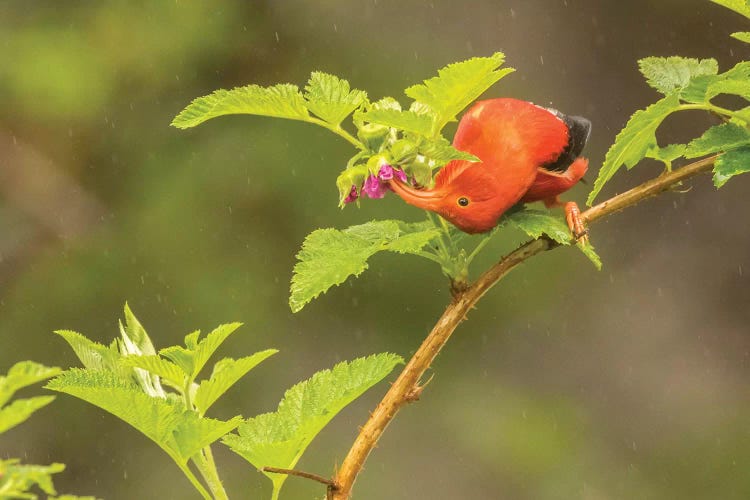 USA, Hawaii, Hakalau Forest National Wildlife Refuge. I'iwi feeding on Ocala in the rain.