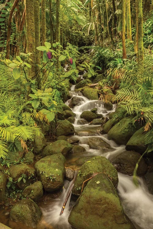 USA, Hawaii, Hawaii Tropical Botanical Garden. Tropical stream cascade over rocks.