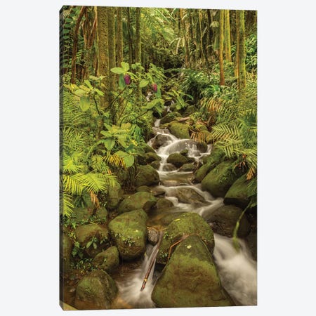 USA, Hawaii, Hawaii Tropical Botanical Garden. Tropical stream cascade over rocks. Canvas Print #JYG654} by Jaynes Gallery Art Print