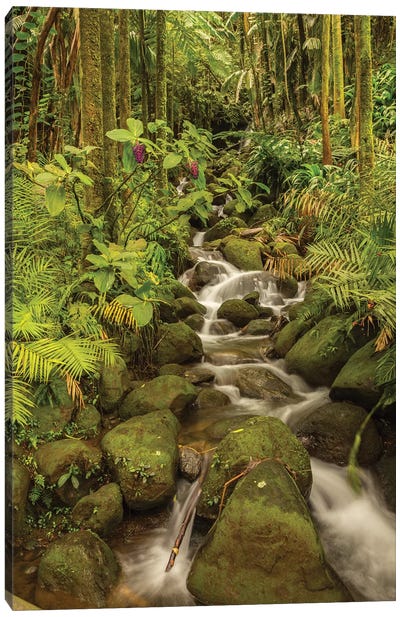USA, Hawaii, Hawaii Tropical Botanical Garden. Tropical stream cascade over rocks. Canvas Art Print - Moss
