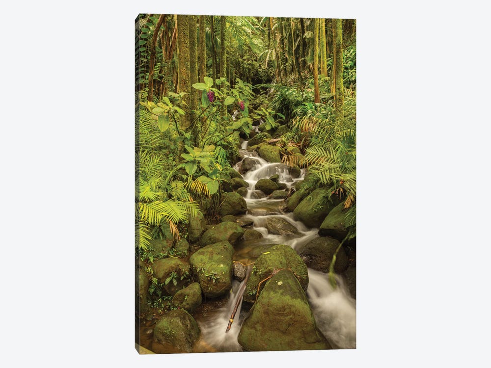 USA, Hawaii, Hawaii Tropical Botanical Garden. Tropical stream cascade over rocks. by Jaynes Gallery 1-piece Canvas Print