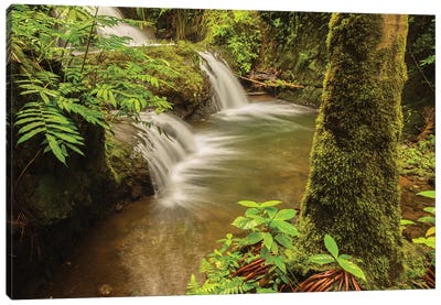 USA, Hawaii, Hawaii Tropical Botanical Garden. Waterfall scenic. Canvas Art Print - Moss Art