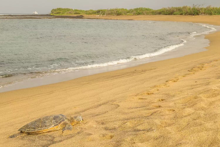 USA, Hawaii, Honokohau Bay. Green sea turtle on shore.